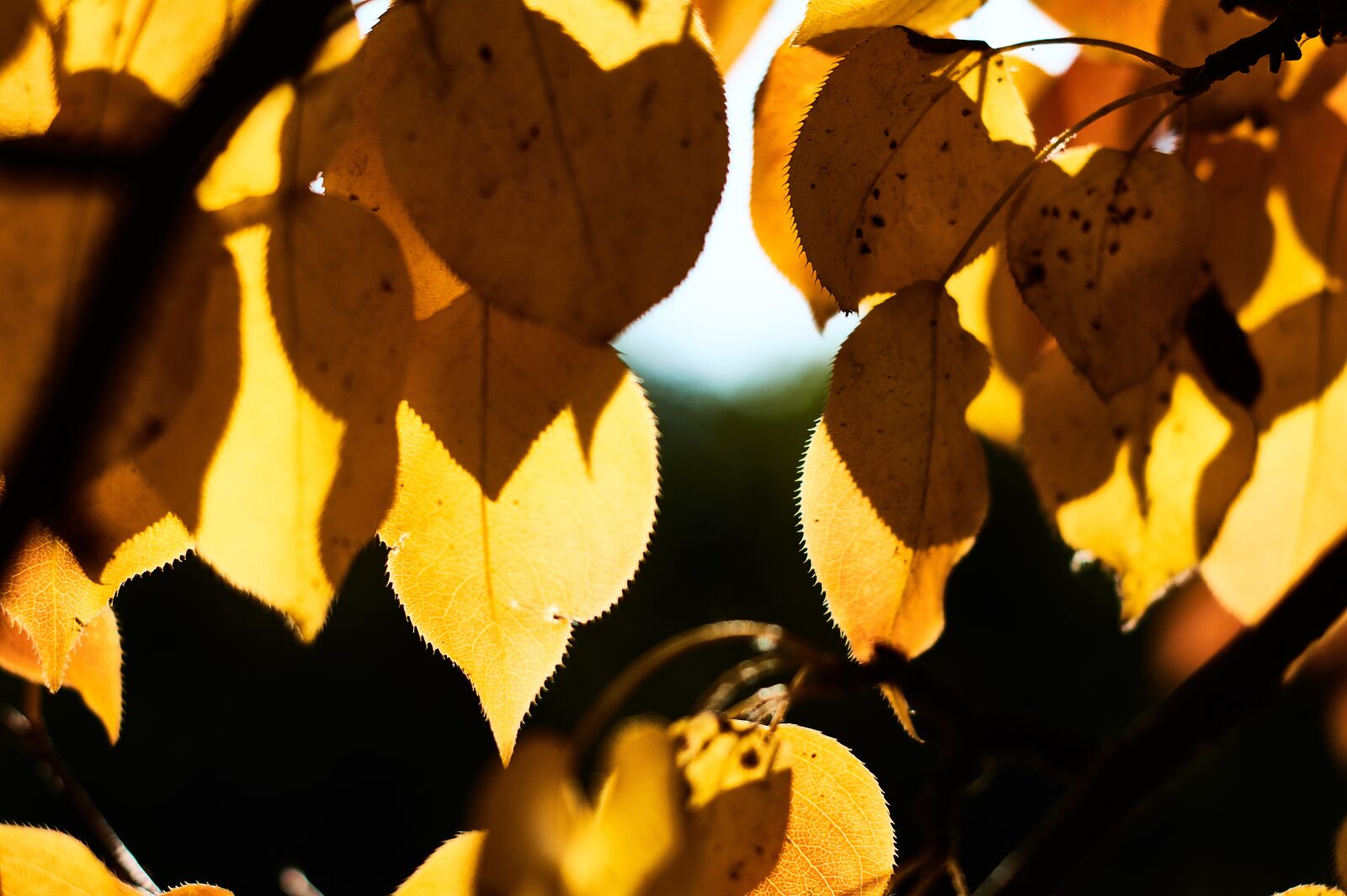 Nikon AF-S Nikkor 50mm F1.4G sample photo. Leaves, fall leaves, tree photography