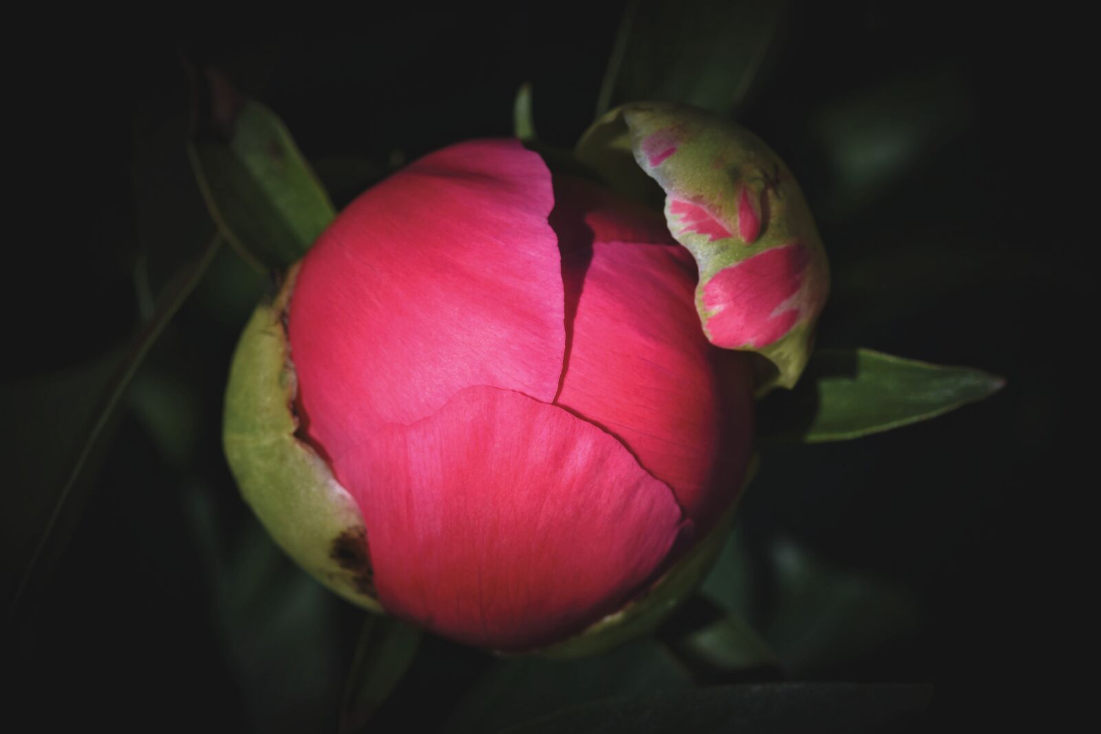 Nikon D7200 sample photo. Peony, bud, flower photography