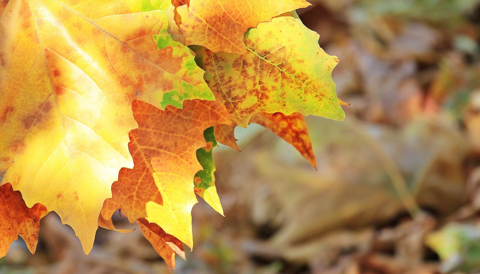 Canon EOS 550D (EOS Rebel T2i / EOS Kiss X4) sample photo. Autumn, fall leaves, leaves photography
