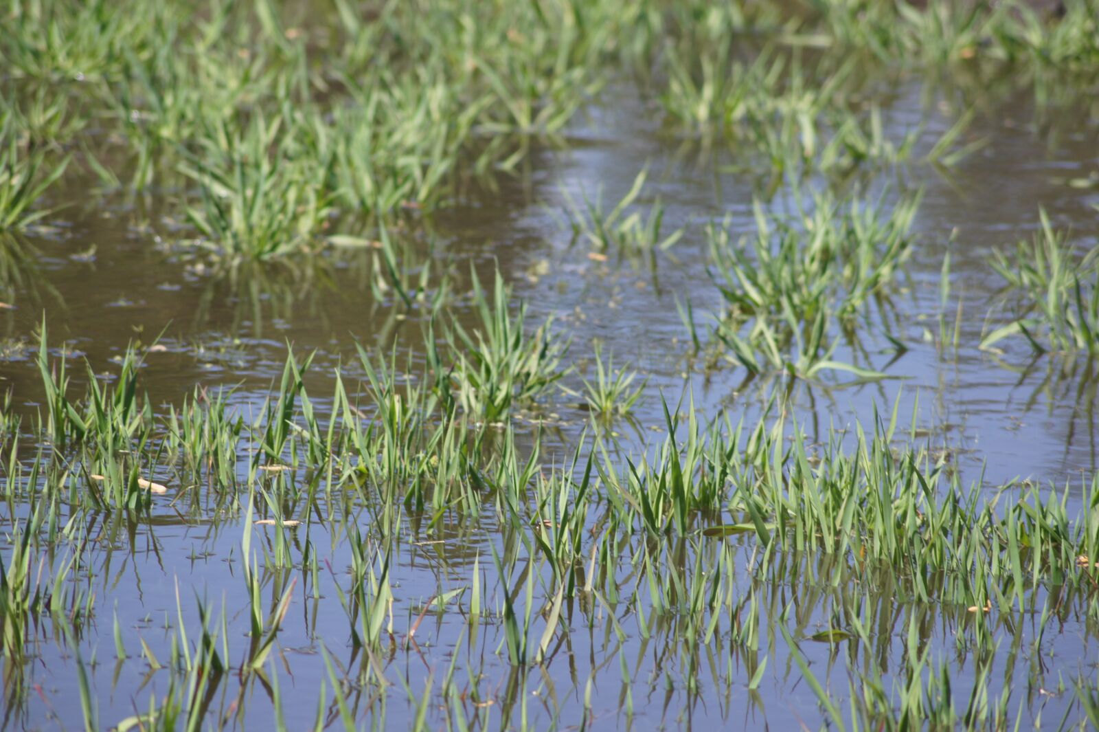 Sony SLT-A33 sample photo. Flood, water, grass photography