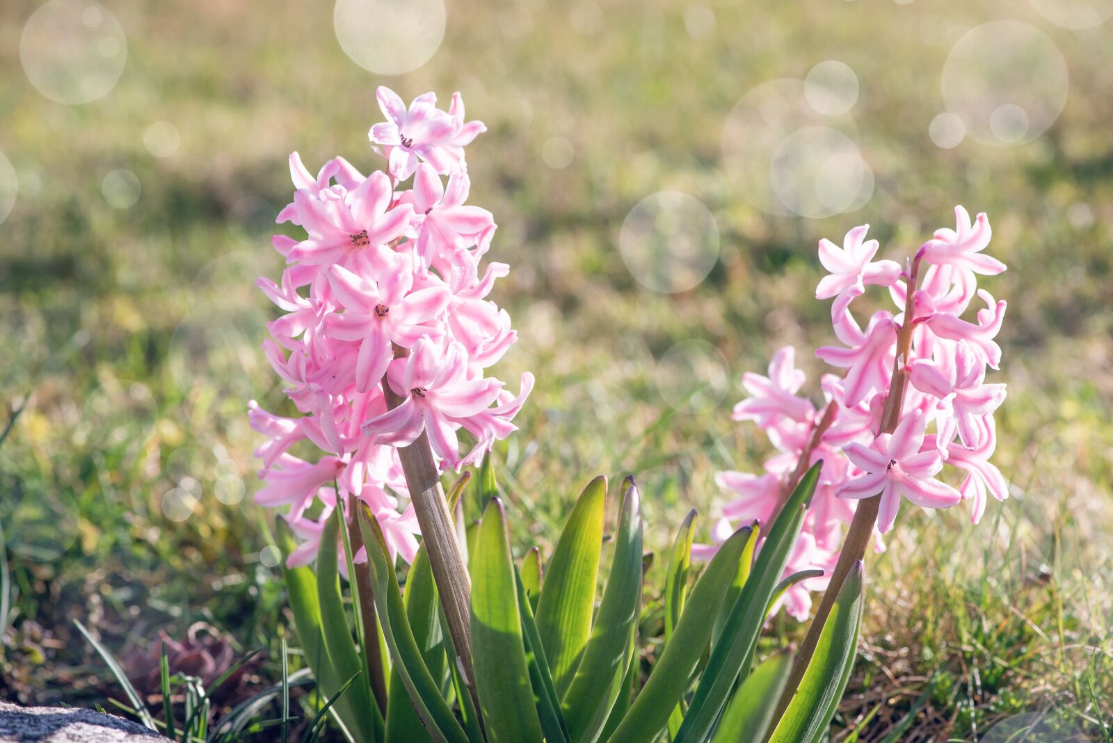 Nikon D750 sample photo. Hyacinth, flowers, pink photography