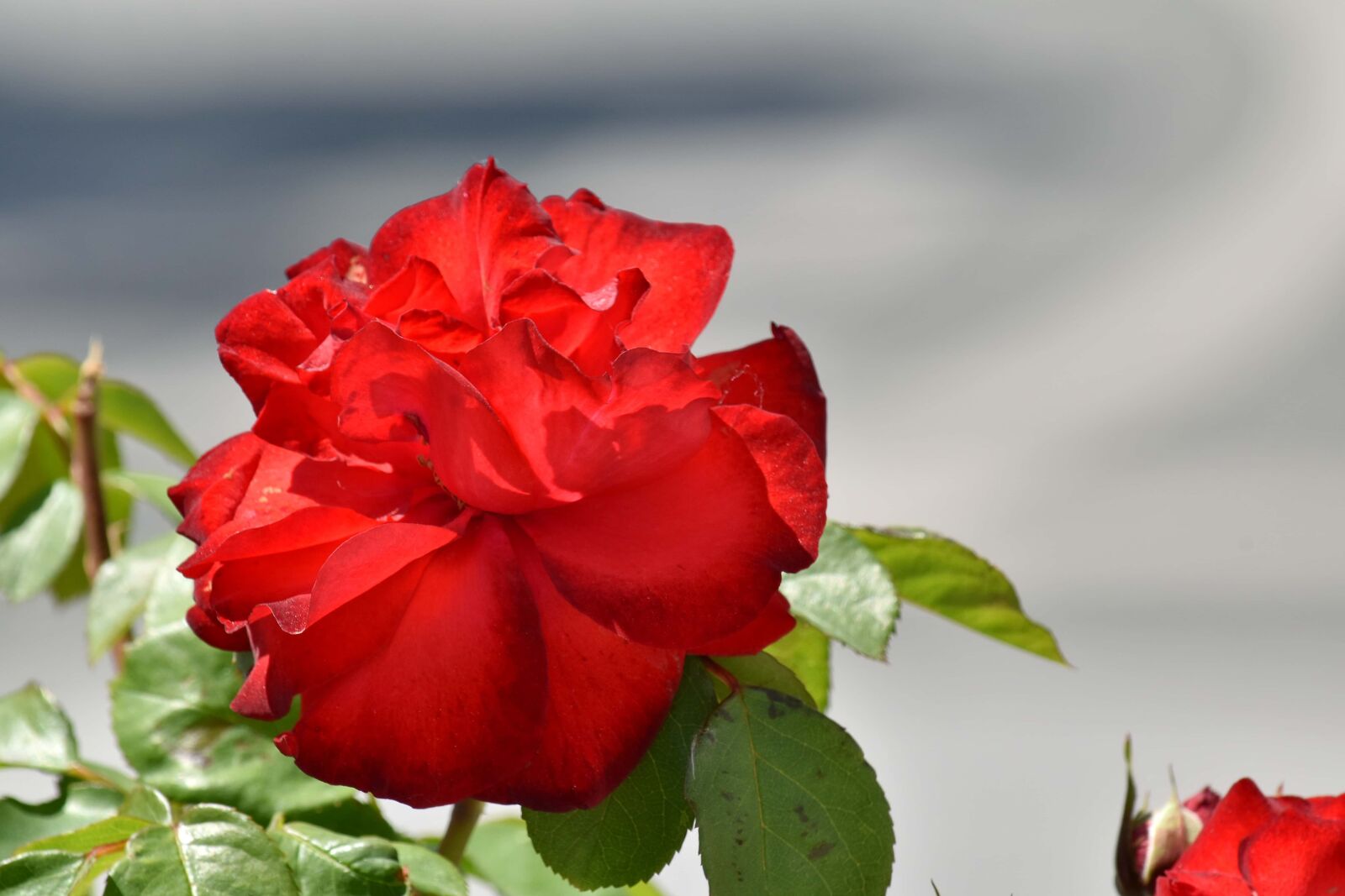 Nikon D5500 sample photo. Red, rose, roses, leaf photography