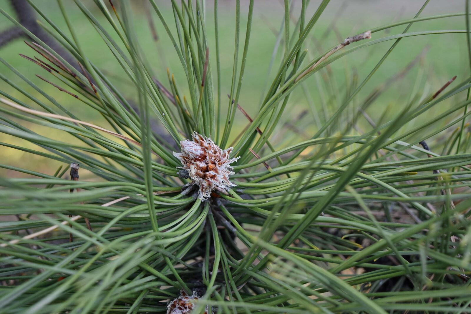 Nikon D5500 sample photo. Plant, nature, pine, tree photography