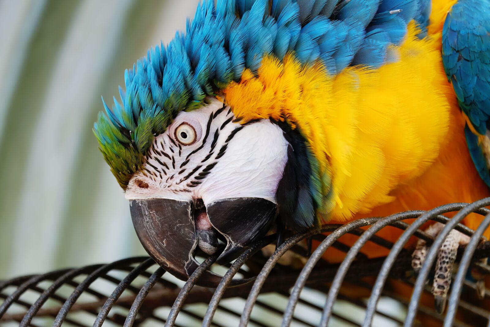 Fujifilm XF 55-200mm F3.5-4.8 R LM OIS sample photo. Ara, parrot, yellow macaw photography