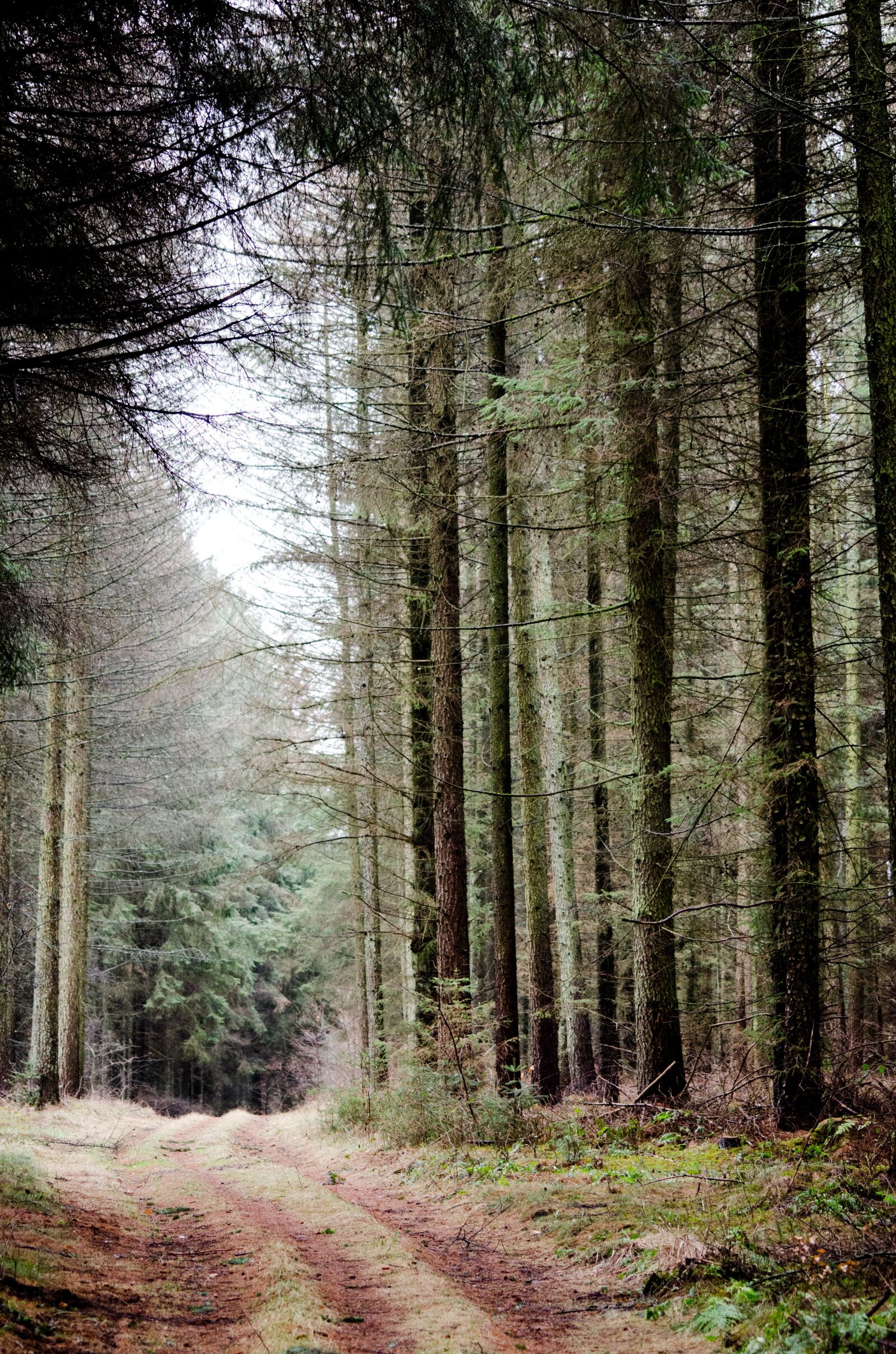 Nikon D7000 sample photo. Path, wood, forest photography