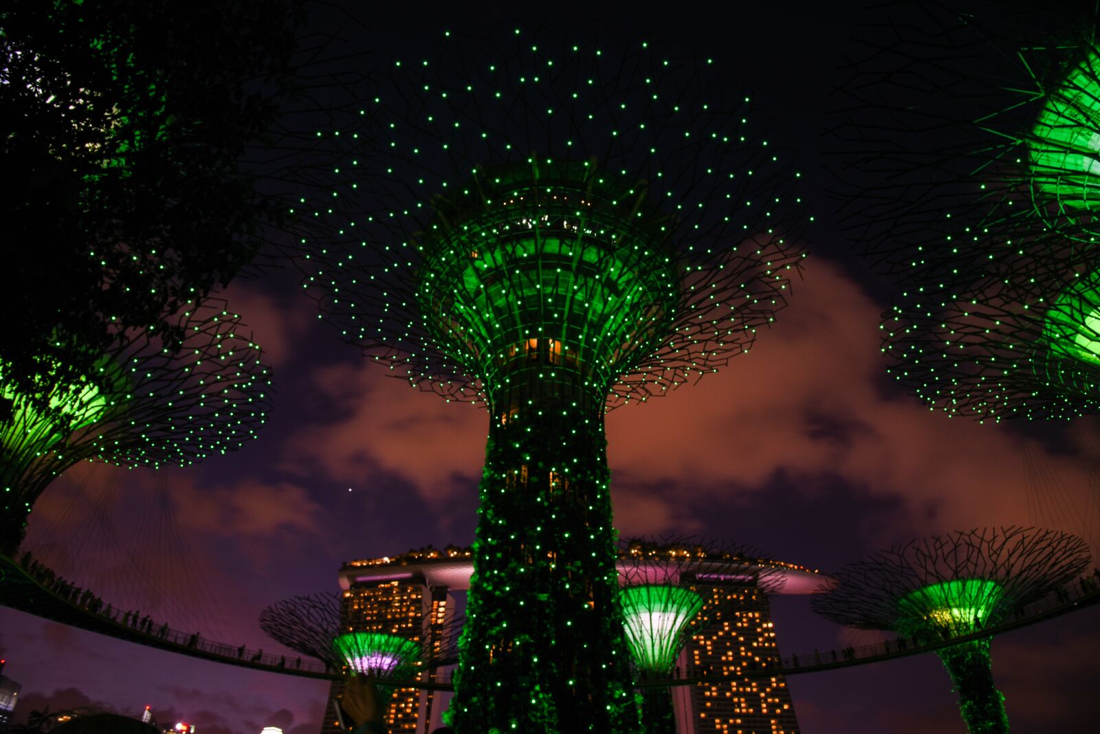 Nikon D750 sample photo. Light, super tree, tourism photography