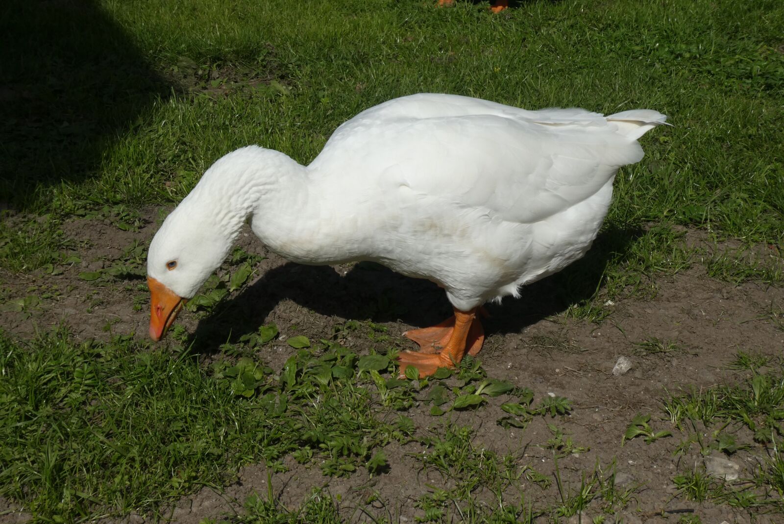 Panasonic Lumix DC-ZS70 (Lumix DC-TZ90) sample photo. Goose, white goose, food photography