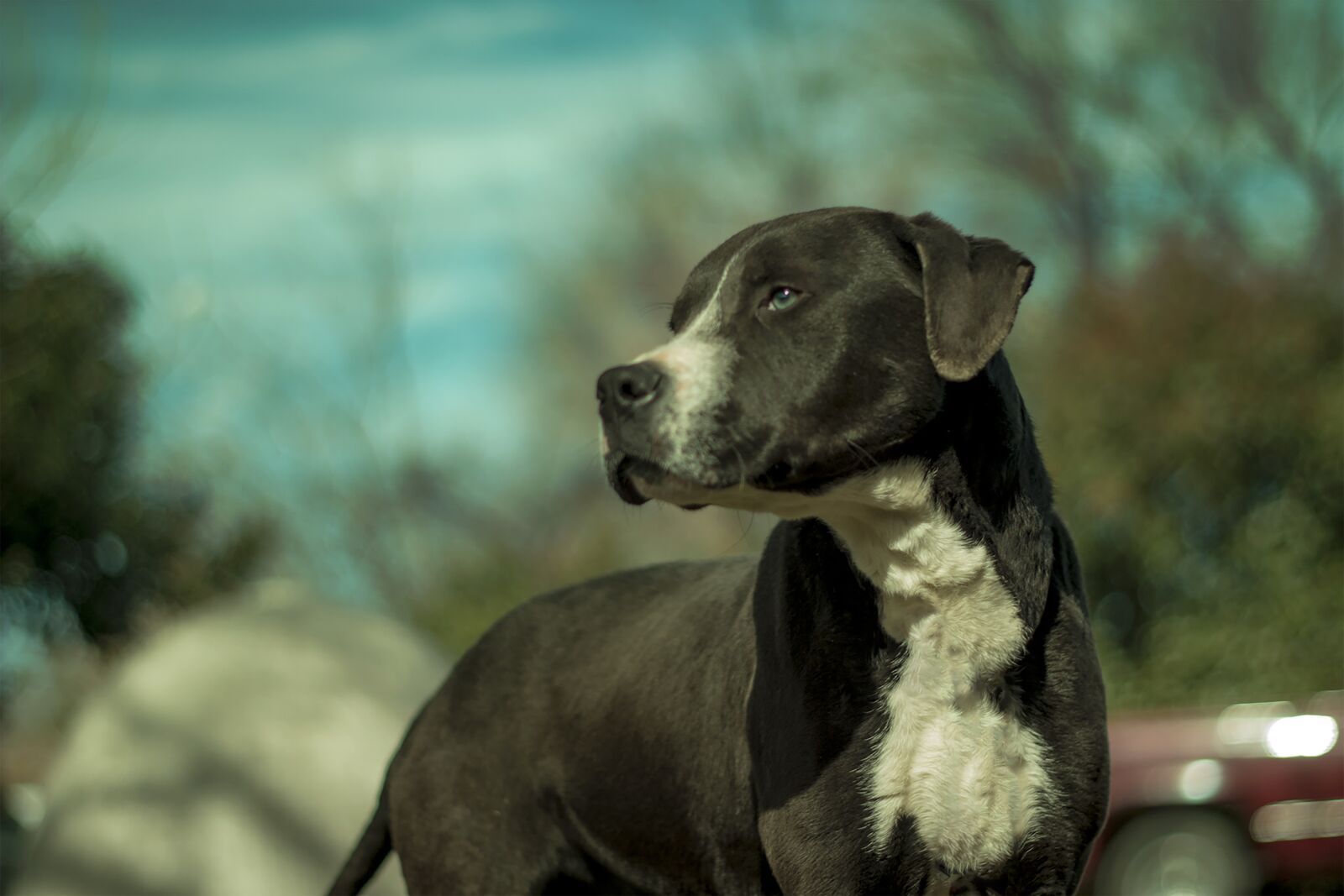 Canon EOS 600D (Rebel EOS T3i / EOS Kiss X5) + Canon EF 50mm F1.8 II sample photo. Dog, rottweiler, pitbull photography