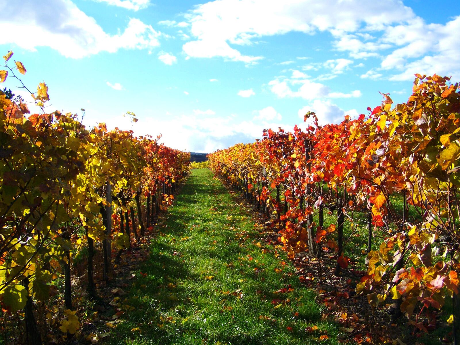 Kodak EASYSHARE ZD710 ZOOM DIGITAL CAMERA sample photo. Autumn, discolored leaves, vineyard photography