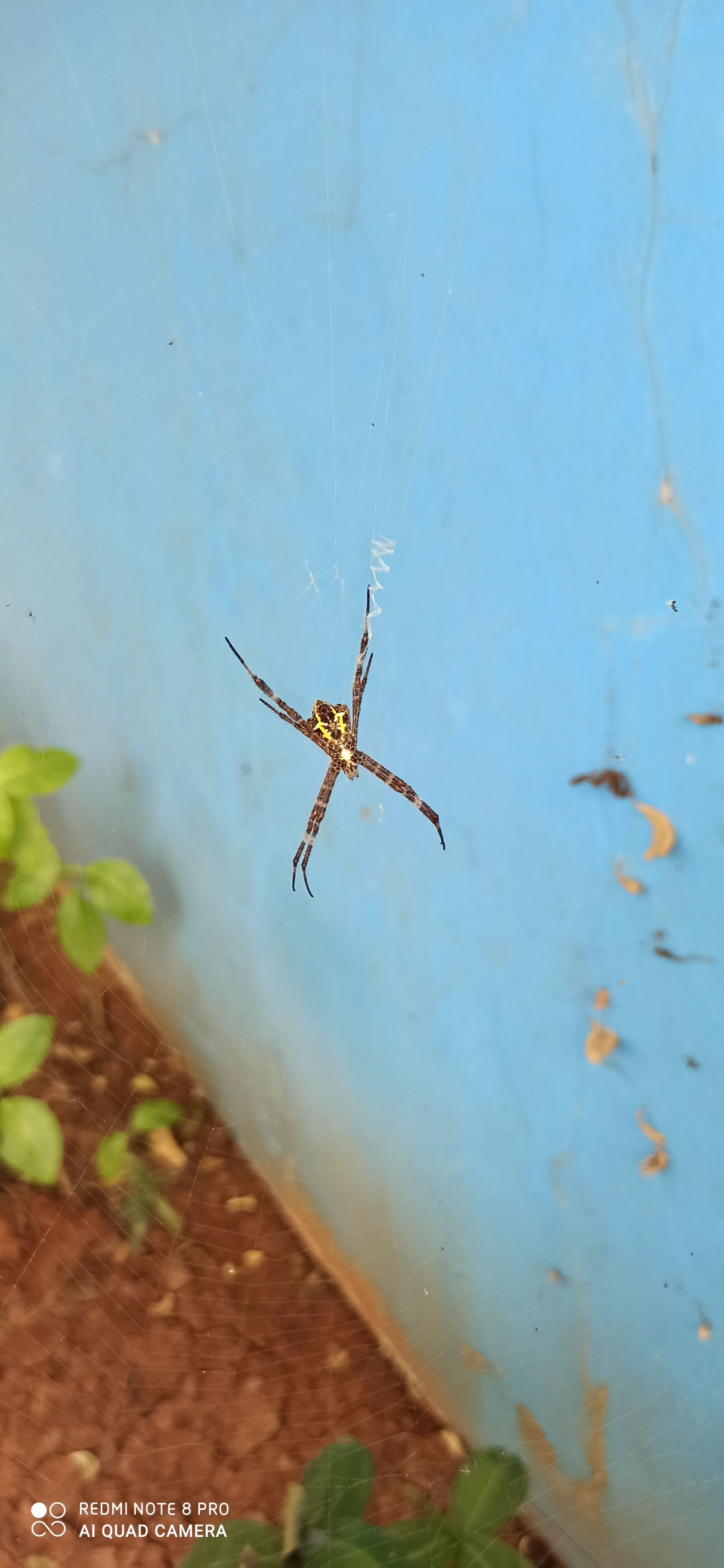 Xiaomi Redmi Note 8 Pro sample photo. Spider, summer, fly photography