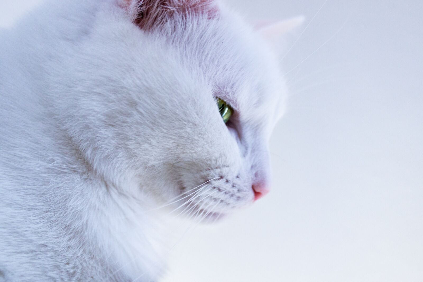 Canon EOS 600D (Rebel EOS T3i / EOS Kiss X5) sample photo. Cat scratch, cat, pet photography
