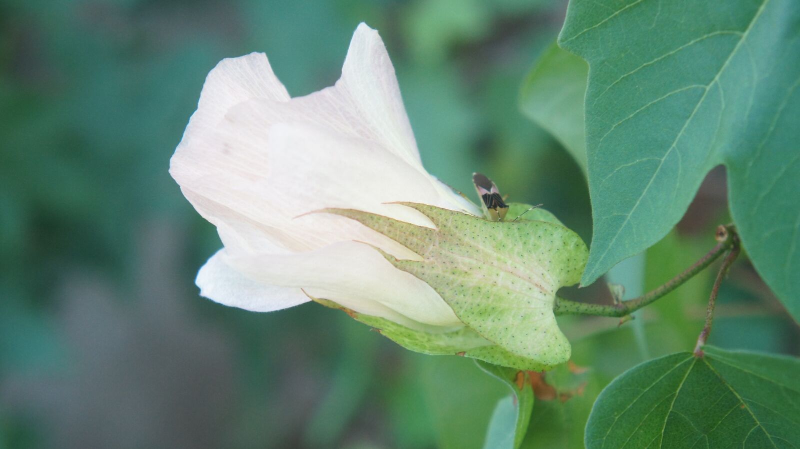 Sony Alpha NEX-C3 sample photo. Cotton, flower, nature photography