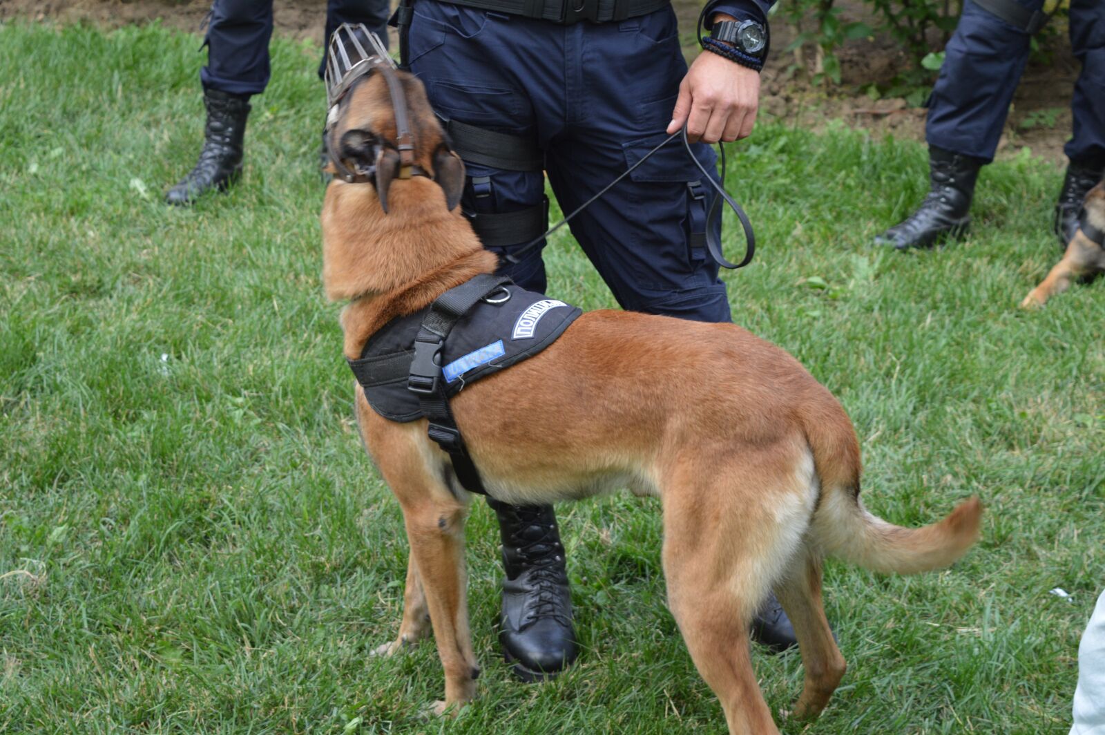 Nikon D3200 sample photo. Police, dog, animal photography