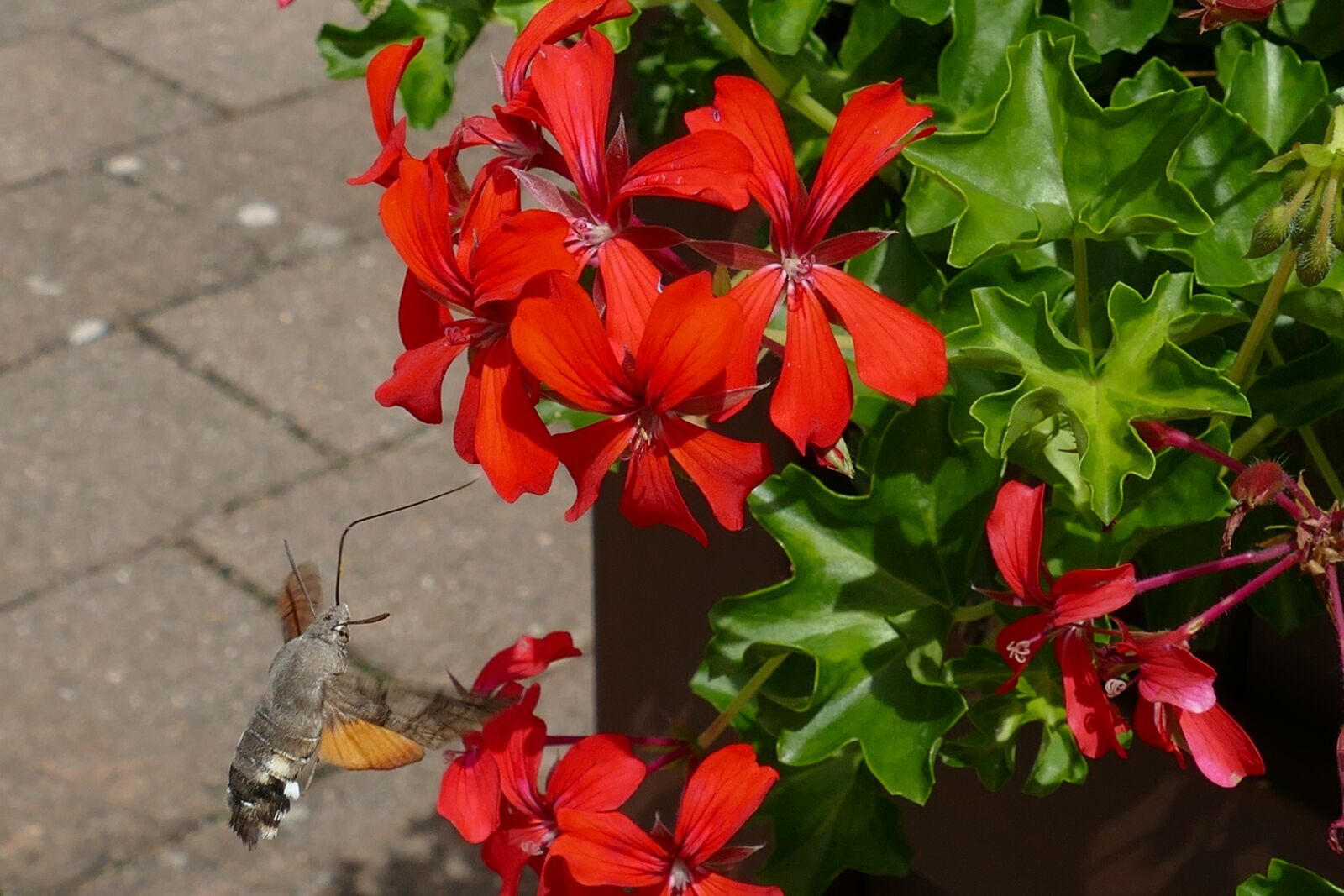 Panasonic Lumix DMC-FZ1000 sample photo. Mot, bug, fauna photography