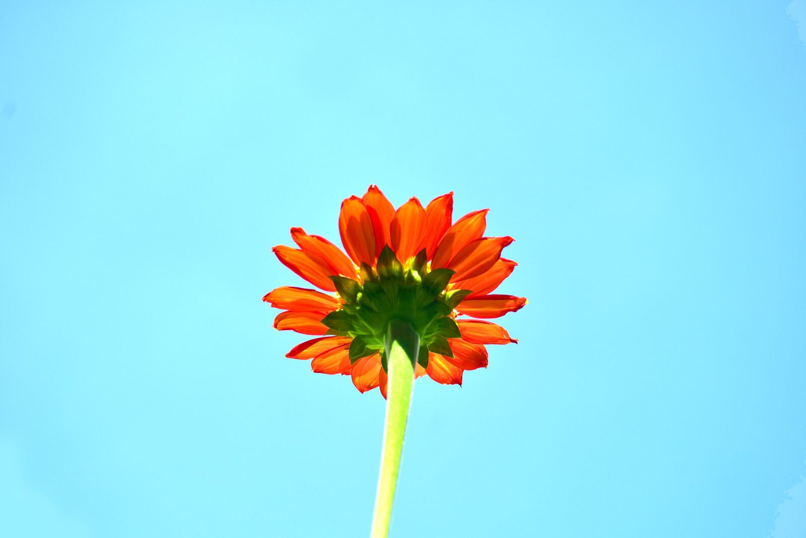Nikon D5300 sample photo. Bloom, blossom, blue photography