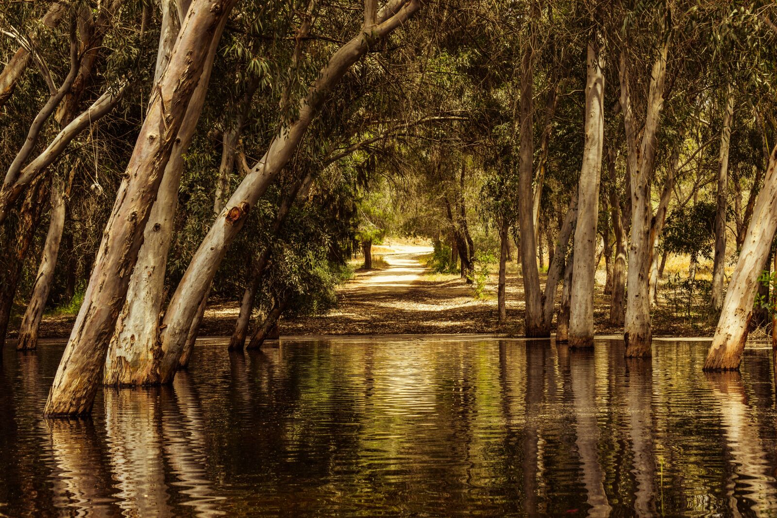 Nikon D3300 sample photo. Lake, forest, park photography