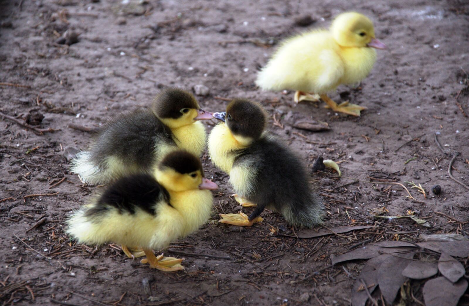Nikon D7000 sample photo. Duck, ducks, animal photography
