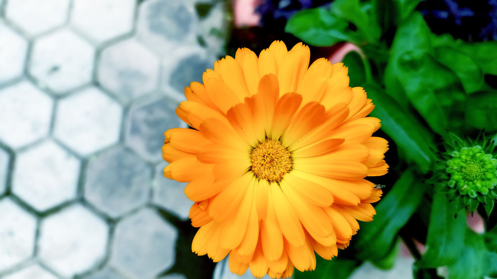 Xiaomi Redmi Note 8 sample photo. Photo, garden, flower photography