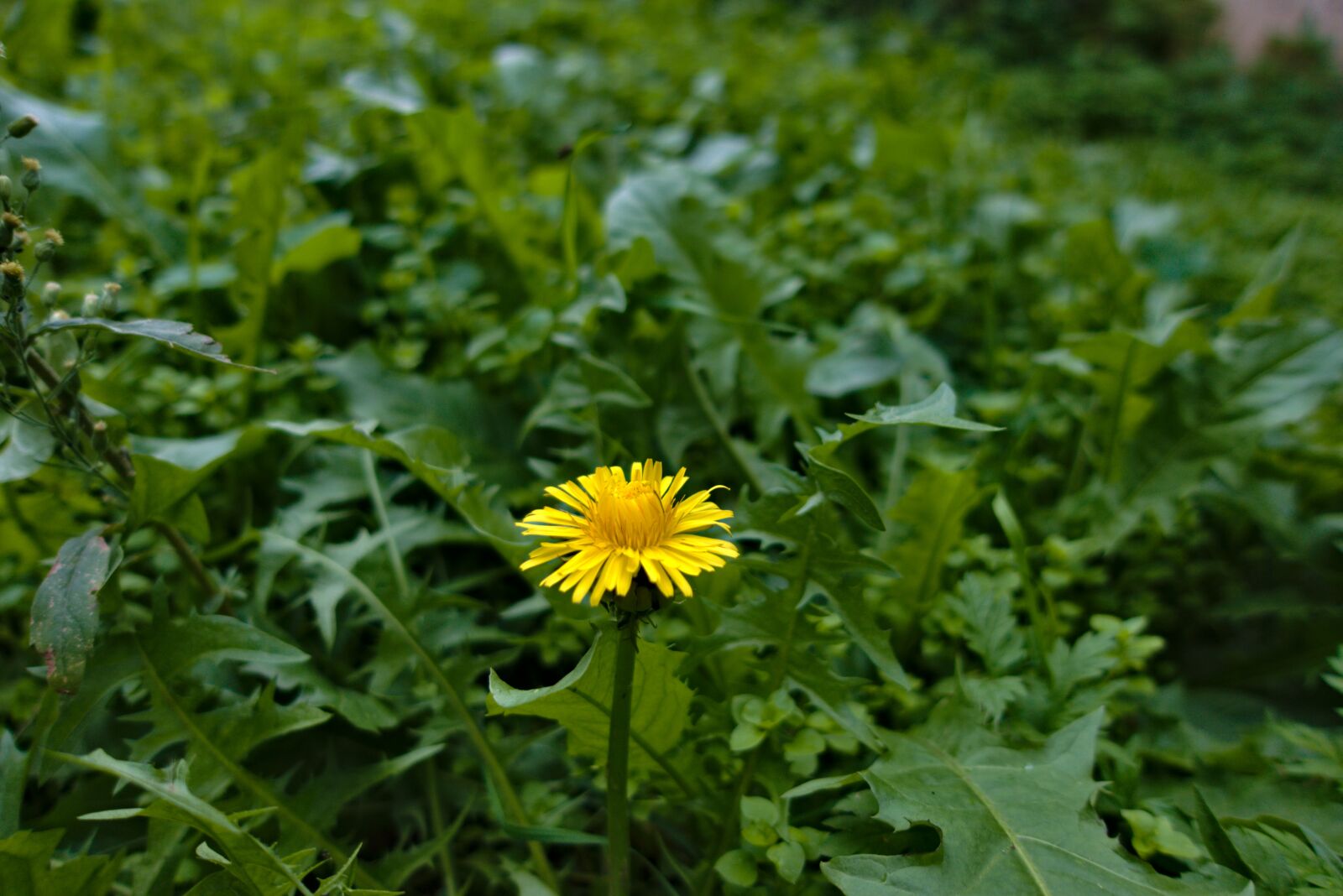 Sony DSC-RX100M5A sample photo. Dandelion, yellow, flower photography