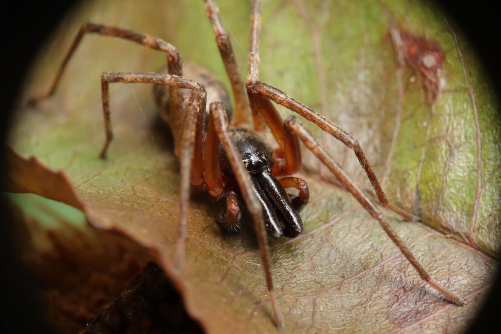 Canon EOS M50 (EOS Kiss M) sample photo. Arachnid, spider, insect photography