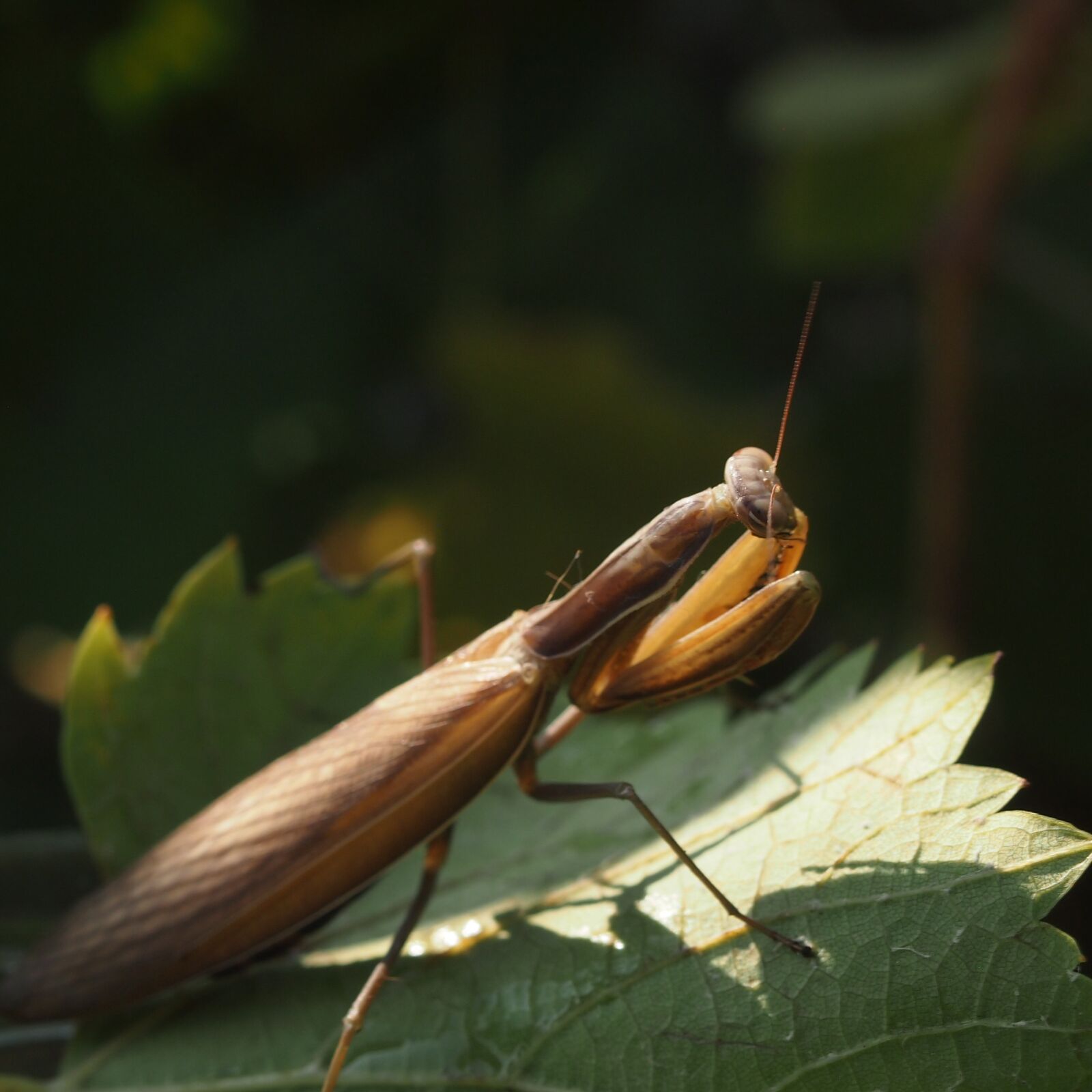 Olympus PEN E-PL3 sample photo. Praying mantis, insect, mantis photography
