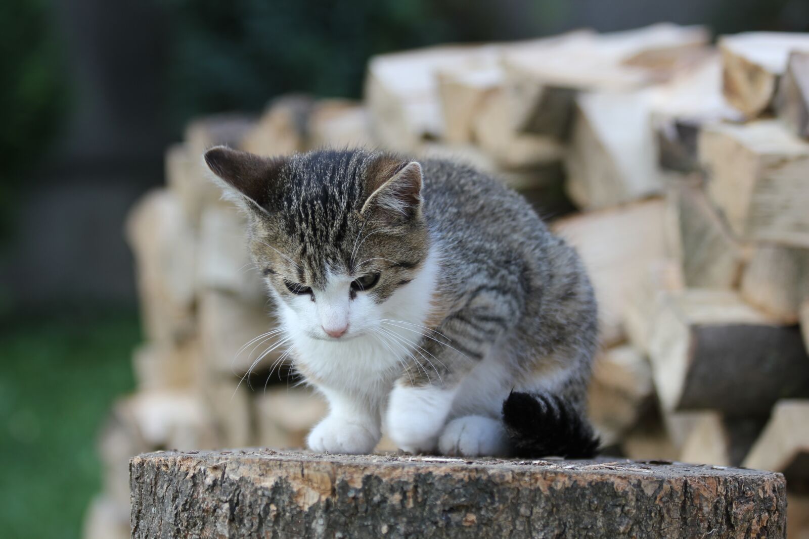 Canon EOS 550D (EOS Rebel T2i / EOS Kiss X4) sample photo. Kitten, crampon, tomcat photography