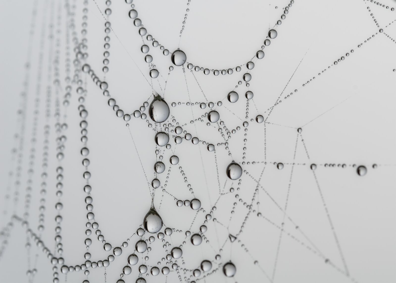 Nikon D7000 sample photo. Canvas, spider, drops photography