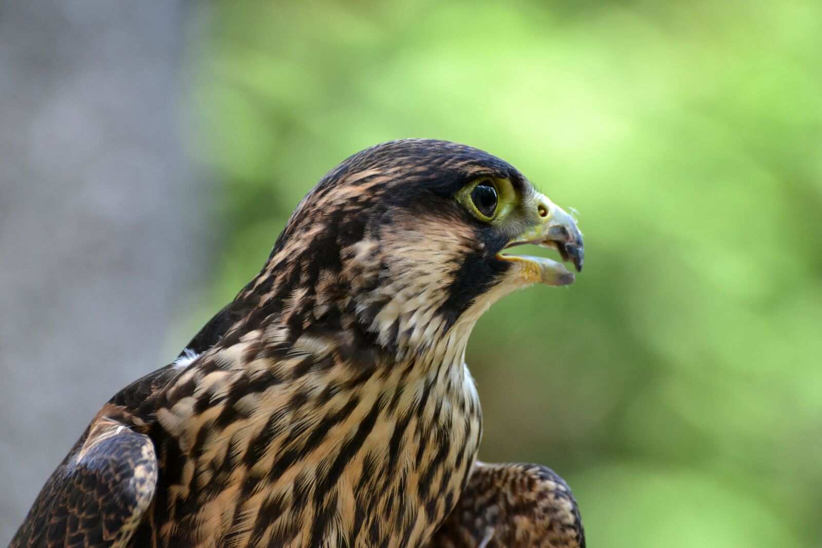 Nikon D3100 sample photo. Peregrine, young, falcon photography