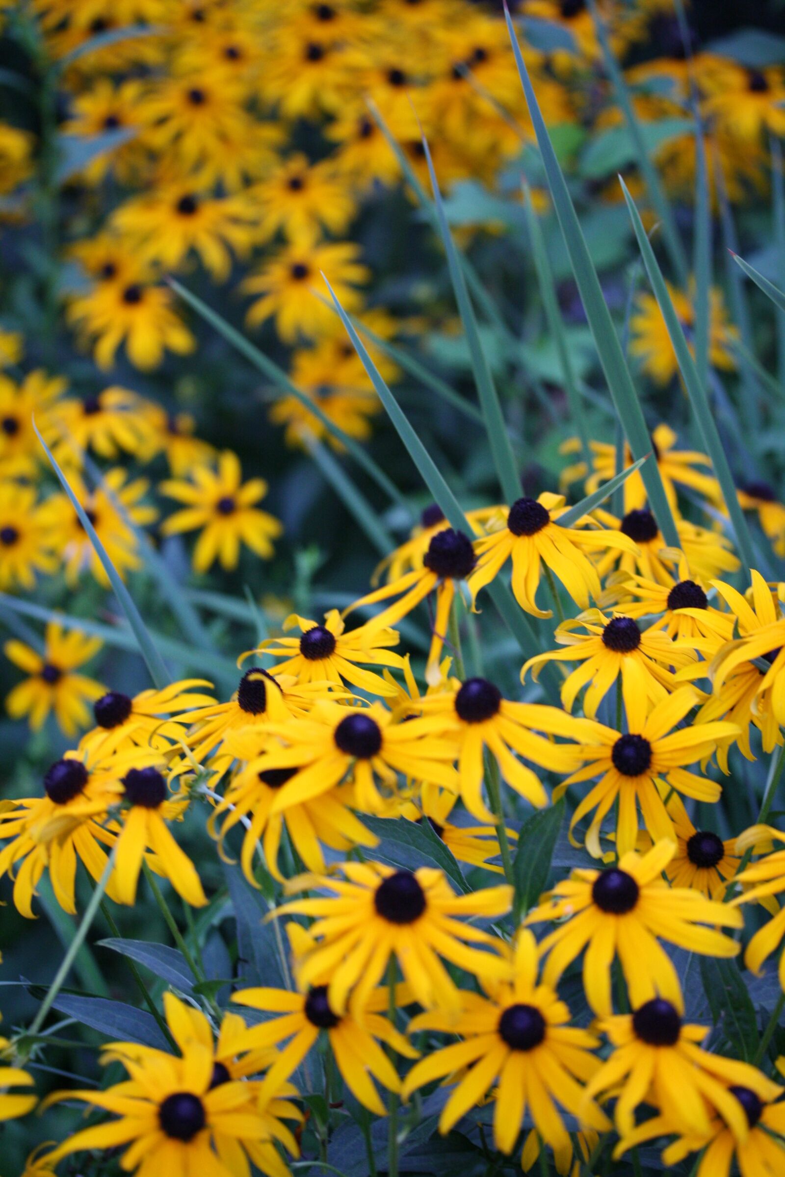 Canon EOS 1000D (EOS Digital Rebel XS / EOS Kiss F) sample photo. Black eyed susans, yellow photography