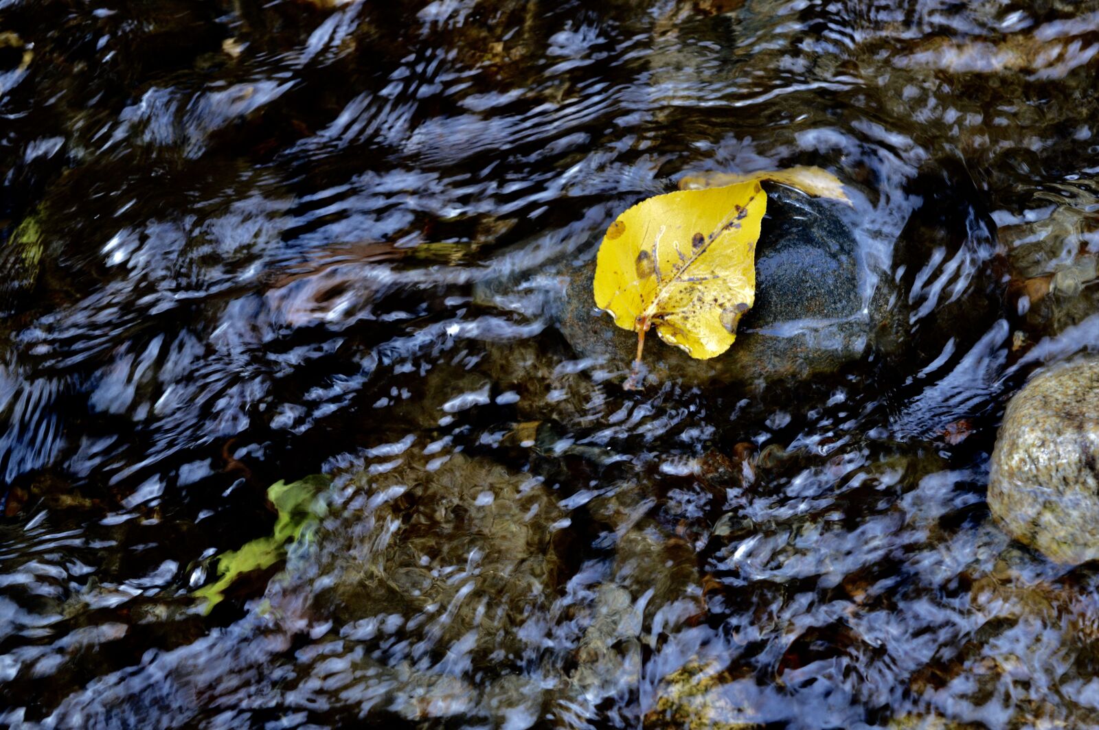 Nikon D3200 sample photo. Water, leaf, nature photography