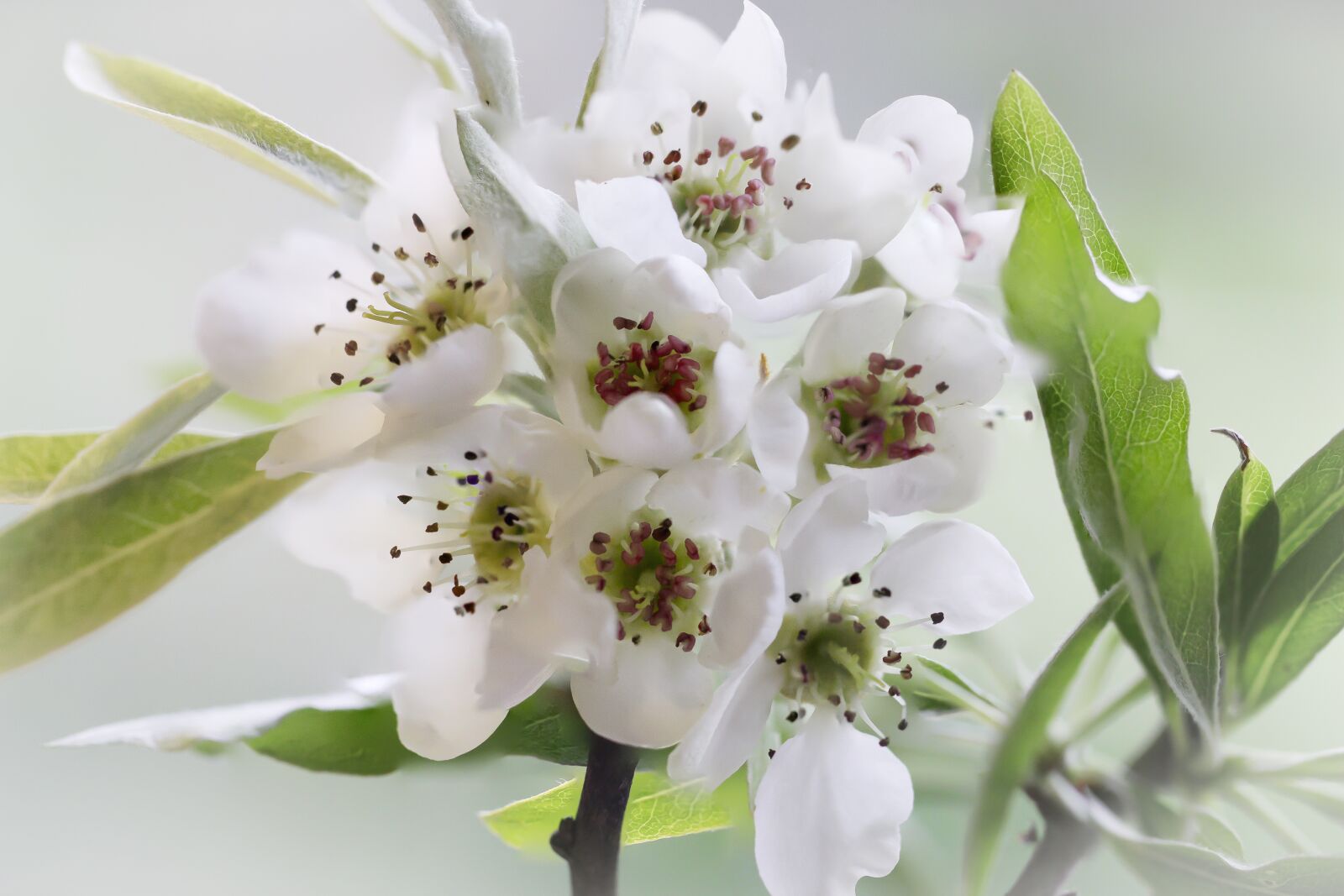 Canon EOS 700D (EOS Rebel T5i / EOS Kiss X7i) sample photo. White, pear blossom, green photography