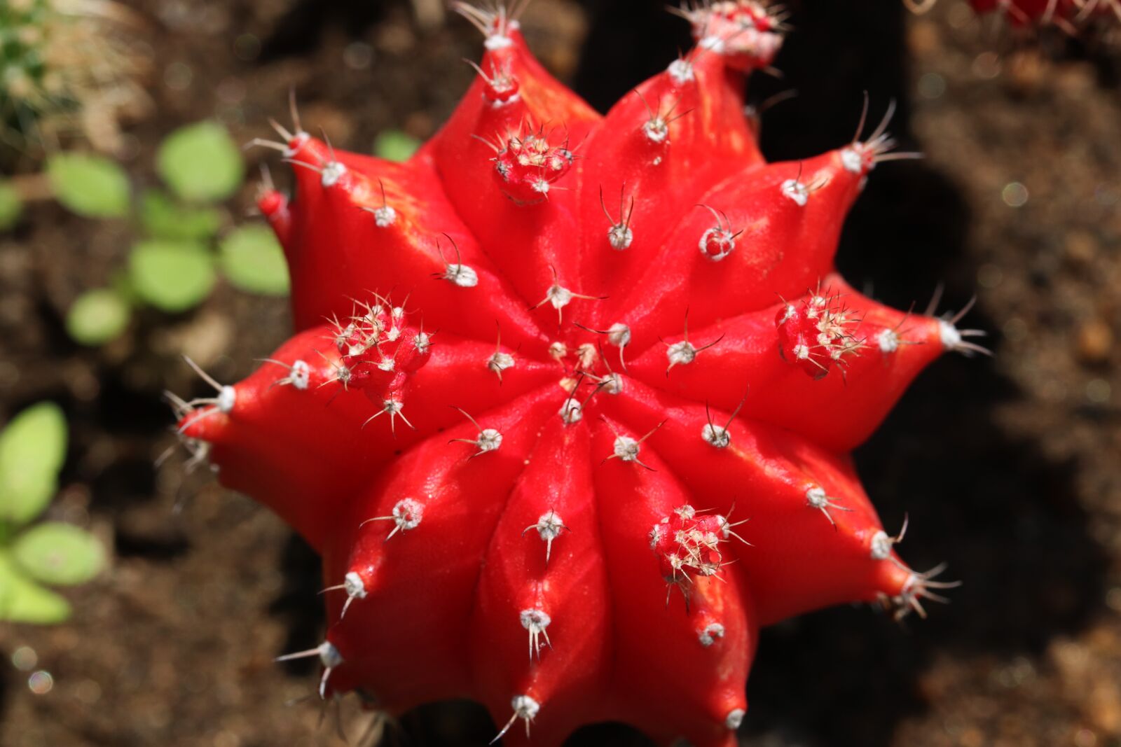 Canon EOS 800D (EOS Rebel T7i / EOS Kiss X9i) sample photo. Cactus, potted plant, plants photography