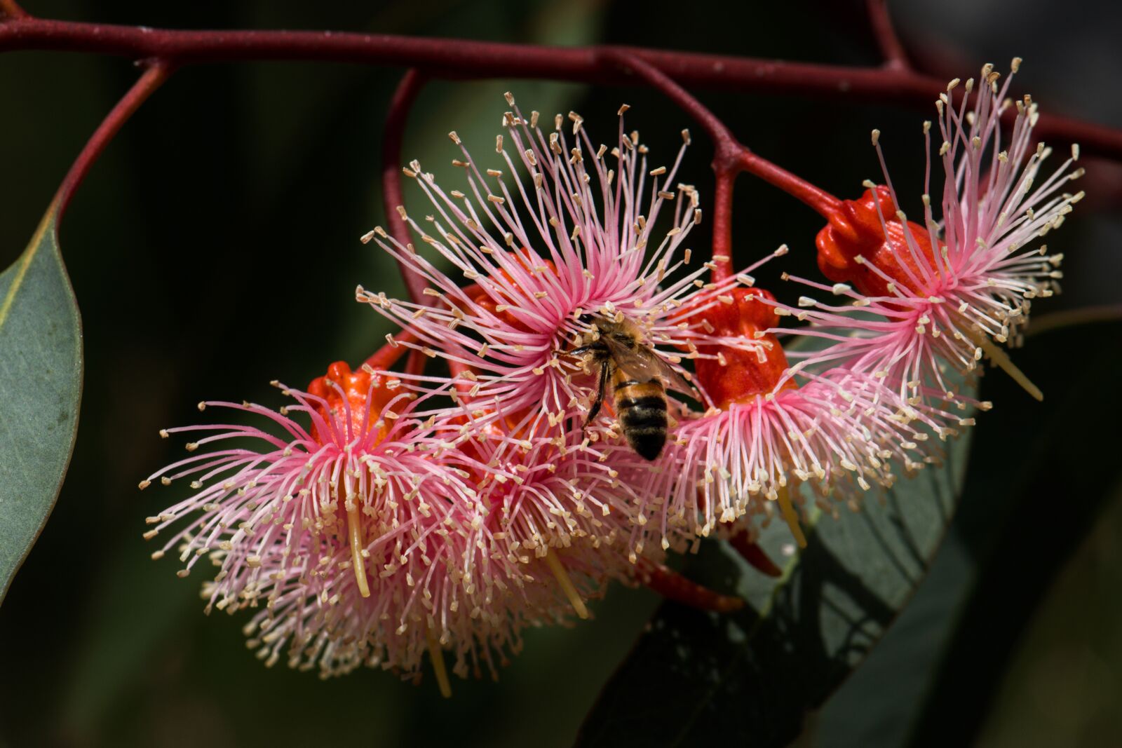 Nikon D3300 sample photo. Flower, eucalyptus, australian photography