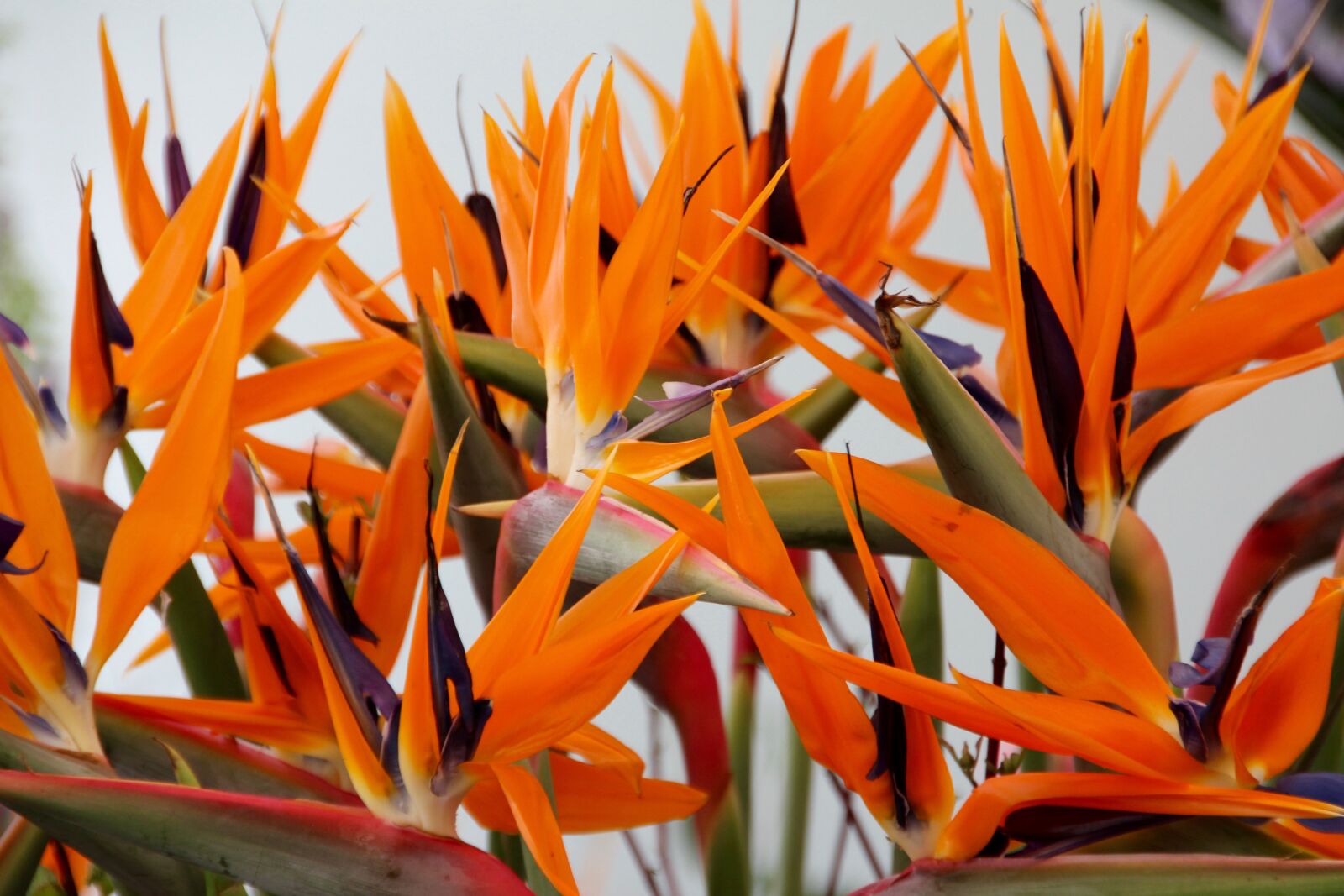 Canon EOS 60D sample photo. Joel, paradise flower, bird photography