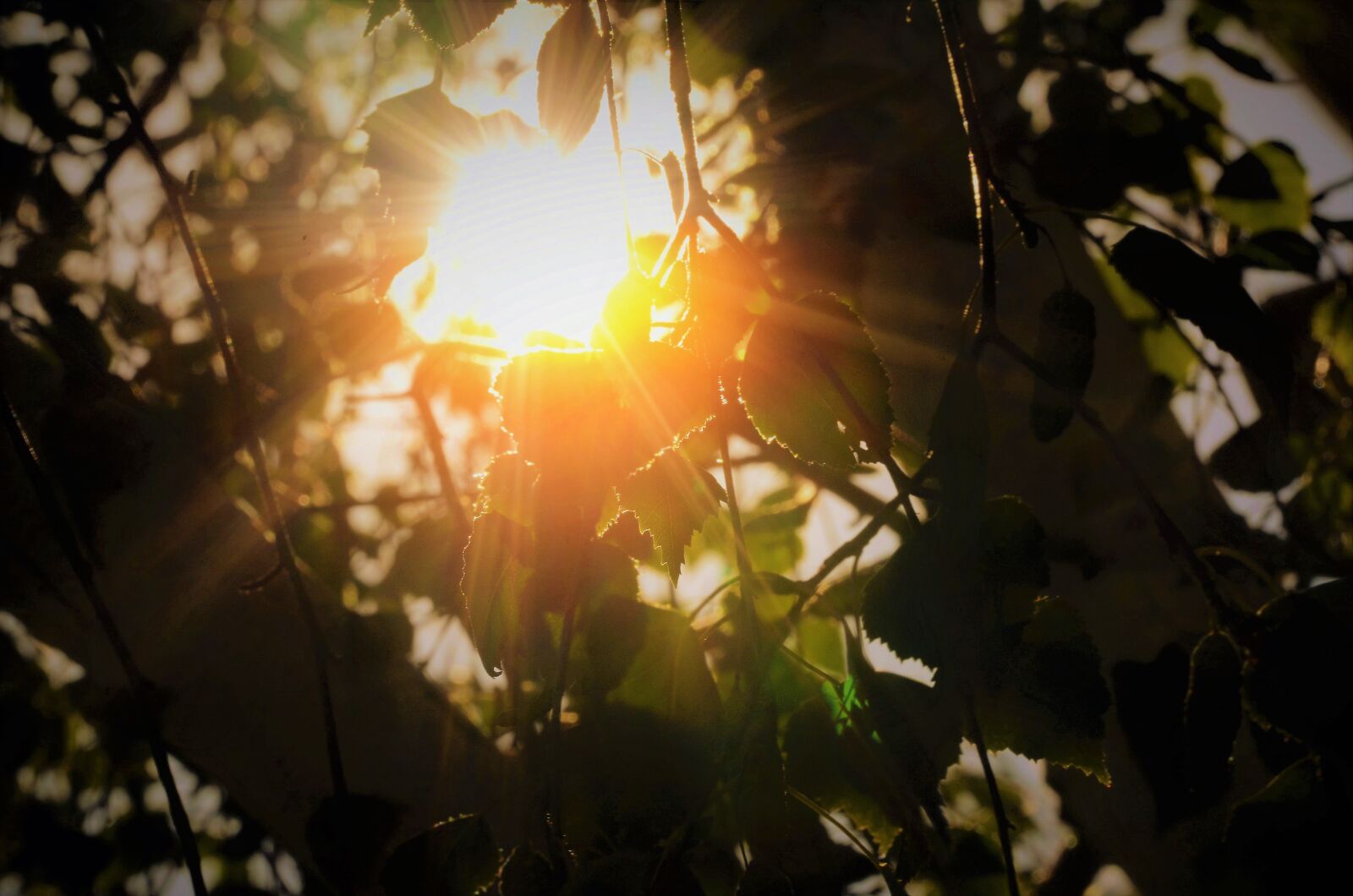 Nikon D7000 sample photo. Sun, tree, leaves photography