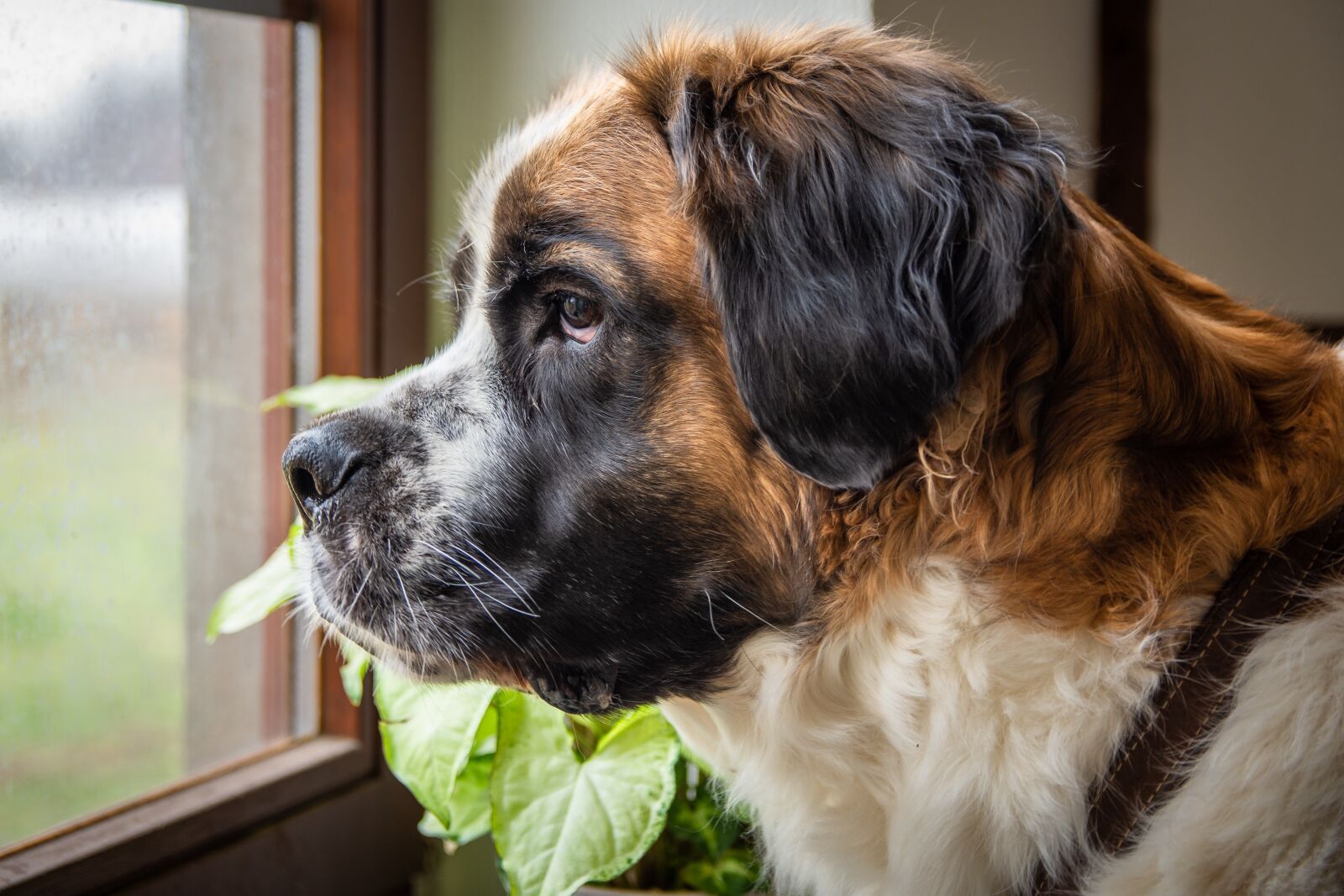 Nikon D7200 sample photo. Dog, st bernard, pet photography