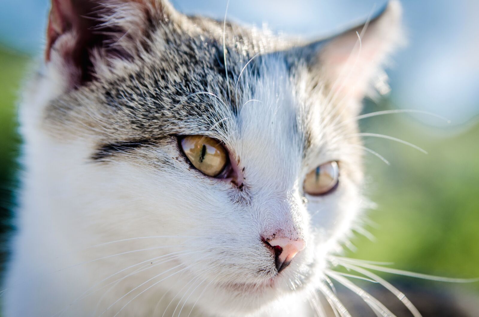 Nikon D5100 sample photo. Cat, eyes, fur, animal photography