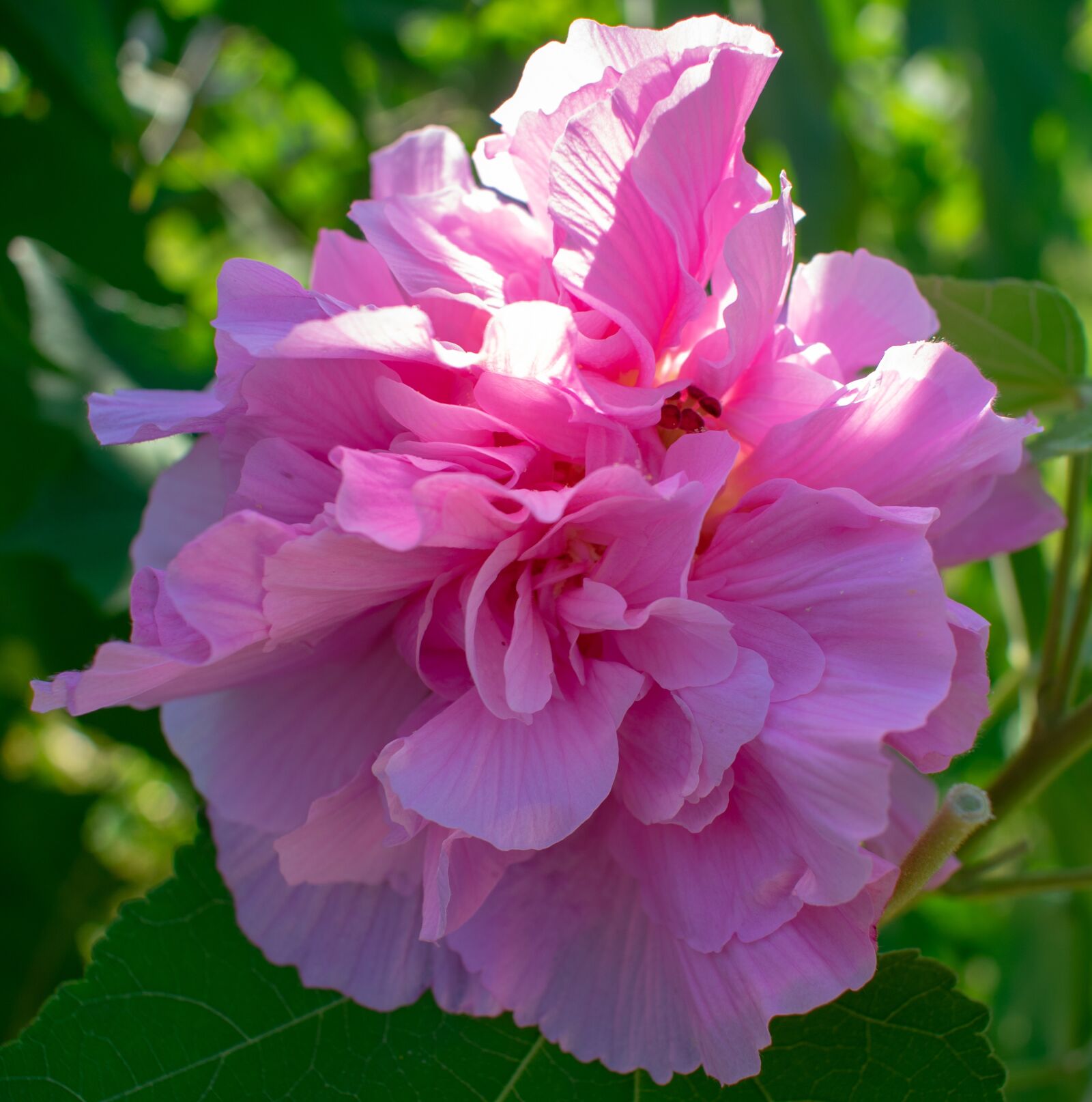 Nikon D3400 sample photo. Confederate, rose, pink photography