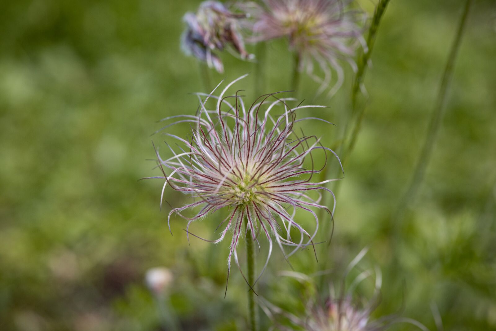 Nikon D750 sample photo. Anemone, faded, plant photography