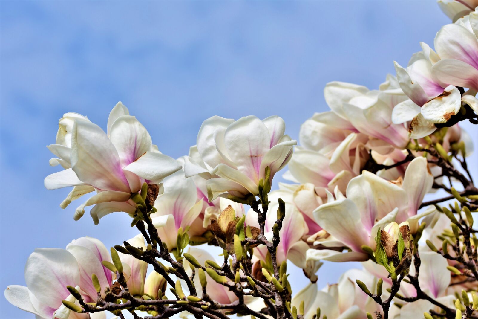 Nikon D7200 sample photo. Magnolia, magnolia tree, flowers photography