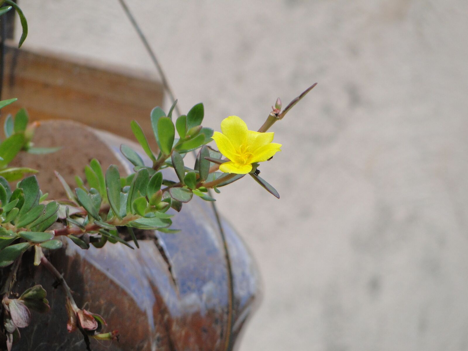Sony Cyber-shot DSC-HX1 sample photo. Nature, plant, flower photography
