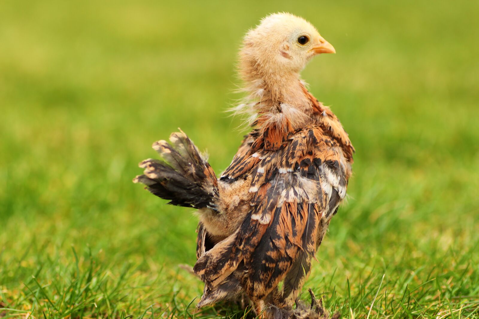 Tamron SP 90mm F2.8 Di VC USD 1:1 Macro sample photo. Chicks, easter chick, easter photography