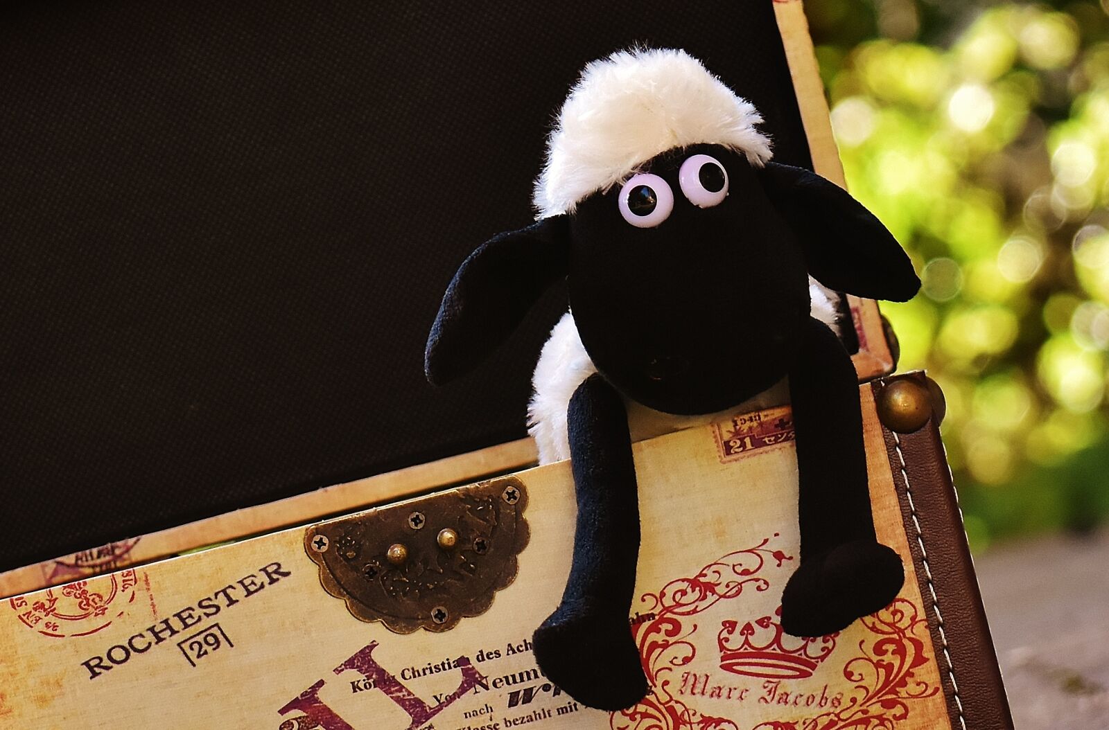 Nikon D7200 sample photo. Sheep, chest, box photography
