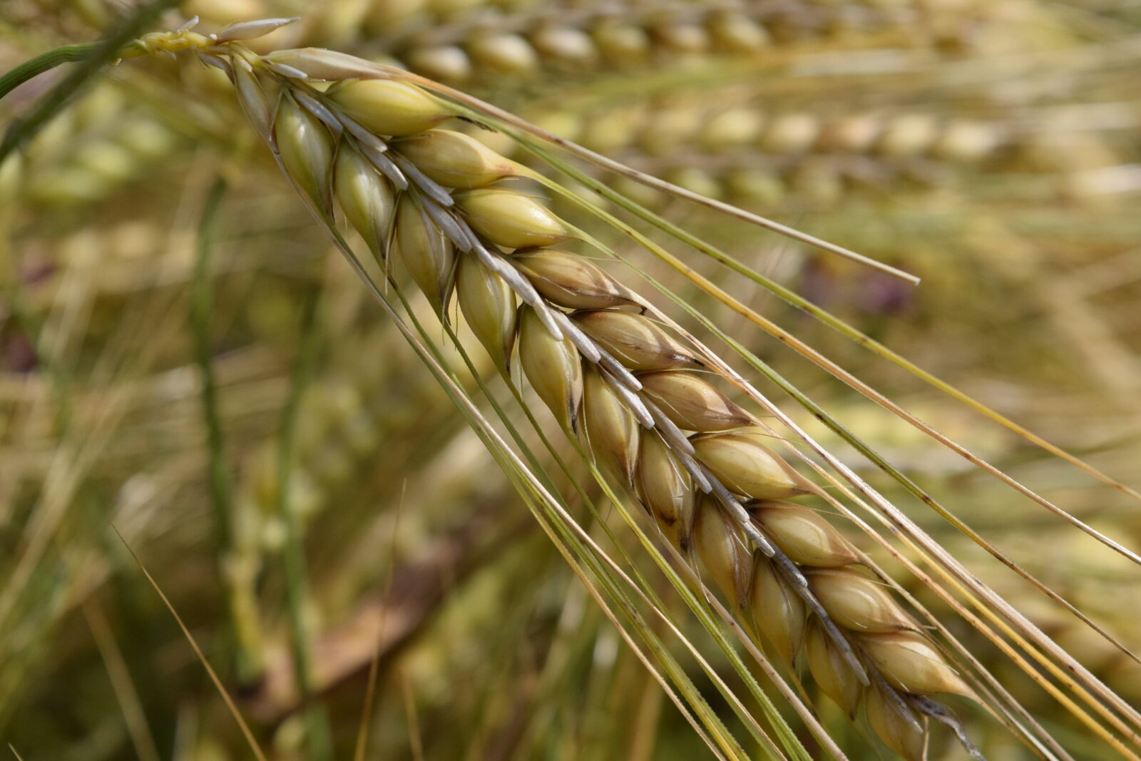 Nikon D3300 sample photo. Barley, nourishing barley, ear photography
