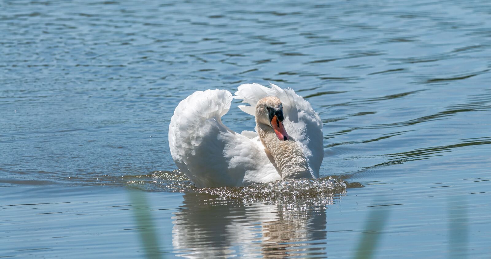 Nikon D300 sample photo. Swan, bird, white photography