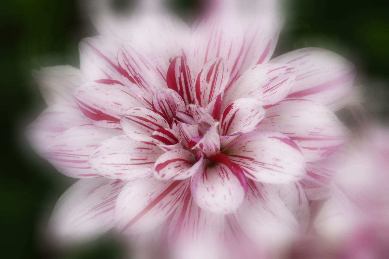 Nikon D3200 sample photo. Chrysanthemum, flower, plants photography