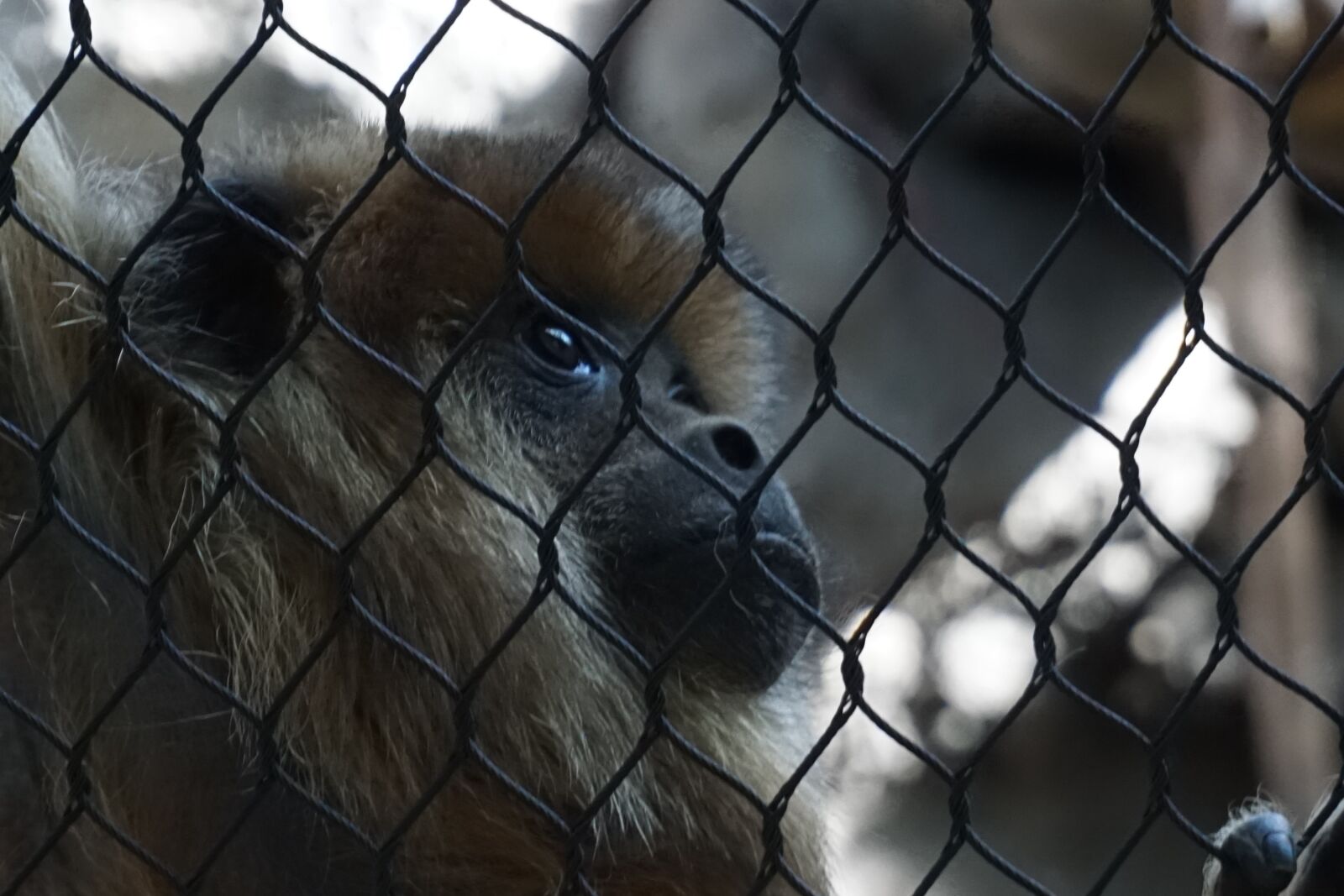 Sony a5100 sample photo. Monkey, zoo, animal photography