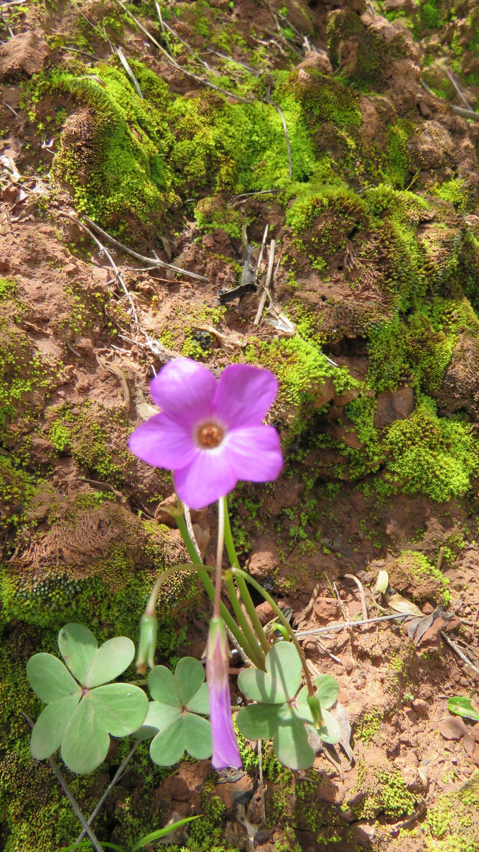 Canon PowerShot SX60 HS sample photo. Flower, field, nature photography