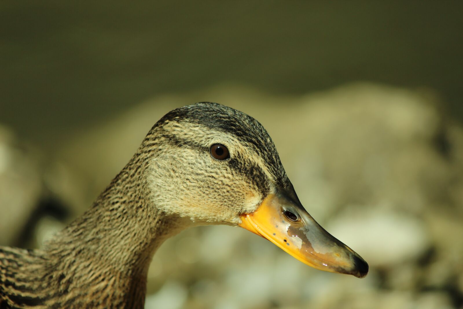 Canon EF-S 55-250mm F4-5.6 IS II sample photo. Duck, brown, sweet photography