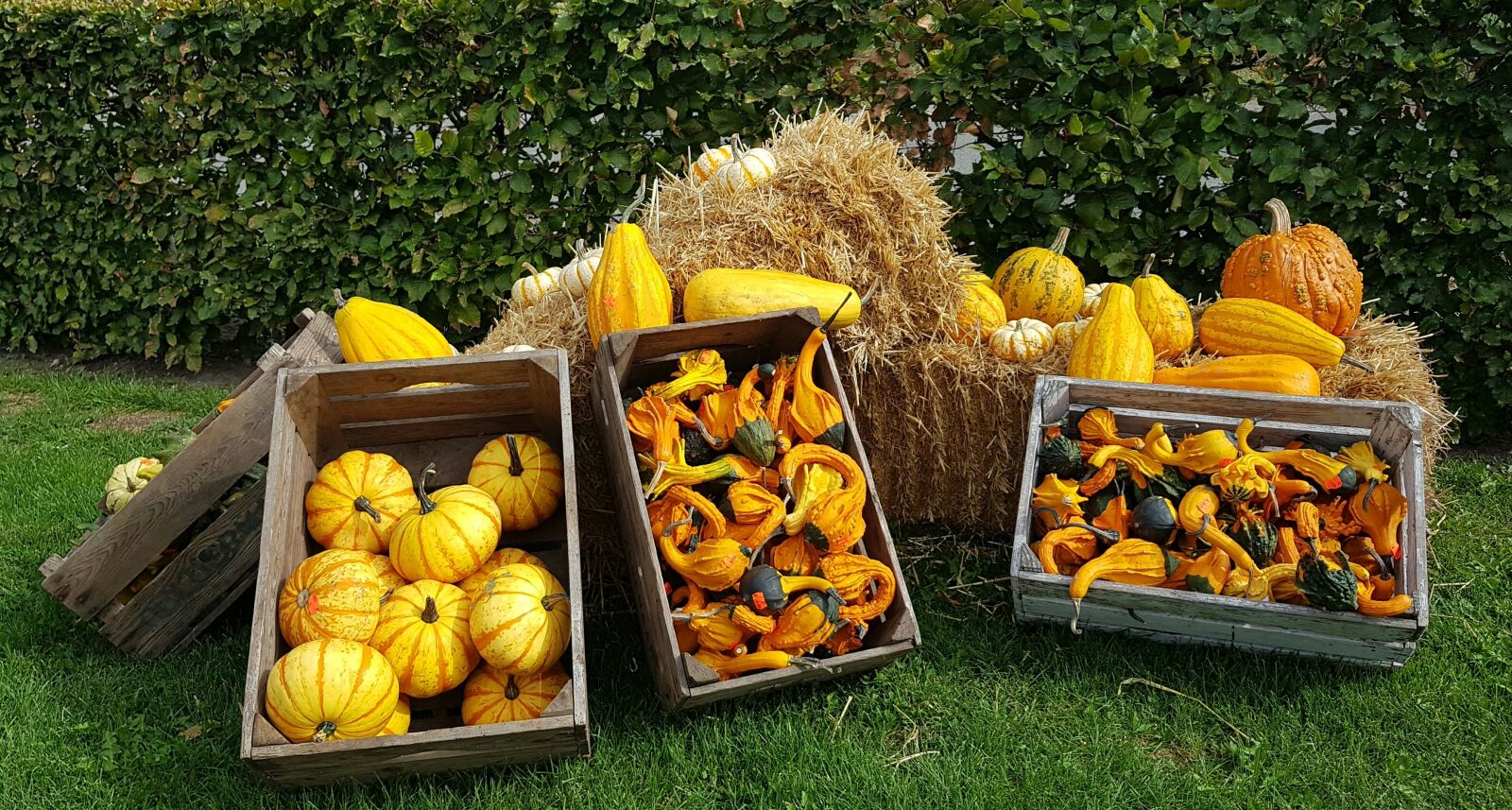Samsung Galaxy S8+ sample photo. Pumpkins, halloween, orange photography
